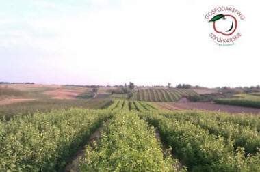 stĺpovité ovocné stromy duo-V mini ovocné kríky Poľsko