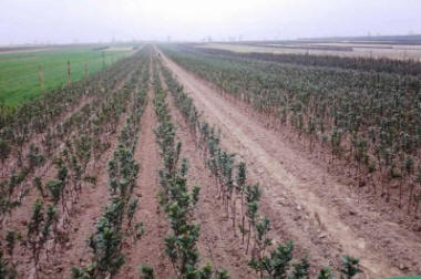 stĺpovité ovocné stromy duo-V mini ovocné kríky Poľsko