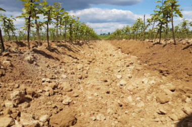 stĺpovité ovocné stromy duo-V mini ovocné kríky Poľsko