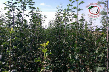 stĺpovité ovocné stromy duo-V mini ovocné kríky Poľsko