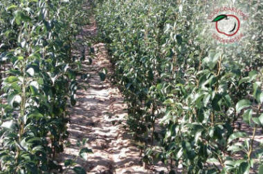 stĺpovité ovocné stromy duo-V mini ovocné kríky Poľsko