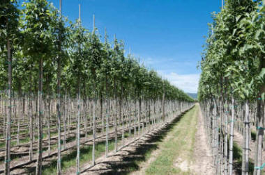 stĺpovité ovocné stromy duo-V mini ovocné kríky Poľsko