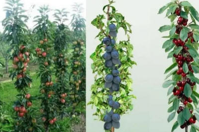 stĺpovité ovocné stromy duo-V mini ovocné kríky Poľsko