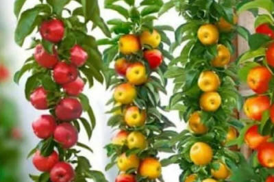 stĺpovité ovocné stromy duo-V mini ovocné kríky Poľsko