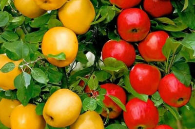 stĺpovité ovocné stromy duo-V mini ovocné kríky Poľsko