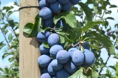 stĺpovité ovocné stromy duo-V mini ovocné kríky Poľsko