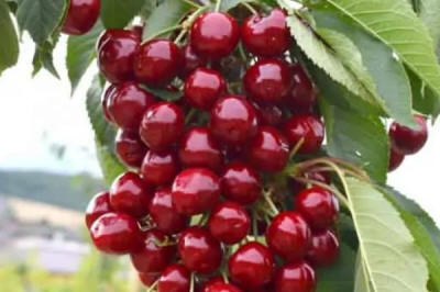 stĺpovité ovocné stromy duo-V mini ovocné kríky Poľsko