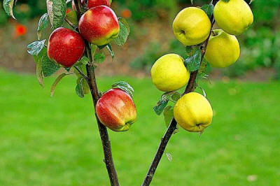 stĺpovité ovocné stromy duo-V mini ovocné kríky Poľsko