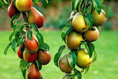 stĺpovité ovocné stromy duo-V mini ovocné kríky Poľsko