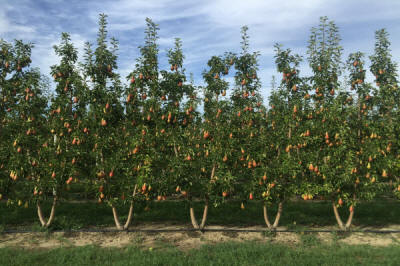 stĺpovité ovocné stromy duo-V mini ovocné kríky Poľsko