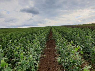 stĺpovité ovocné stromy duo-V mini ovocné kríky Poľsko