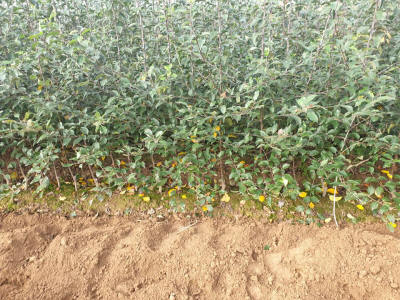 stĺpovité ovocné stromy duo-V mini ovocné kríky Poľsko