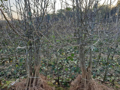 stĺpovité ovocné stromy duo-V mini ovocné kríky Poľsko