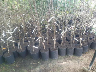 stĺpovité ovocné stromy duo-V mini ovocné kríky Poľsko