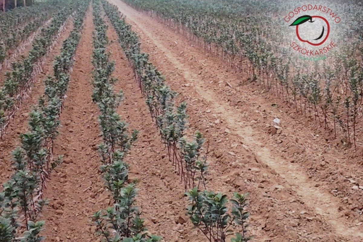 stĺpovité ovocné stromy duo-V mini ovocné kríky Poľsko