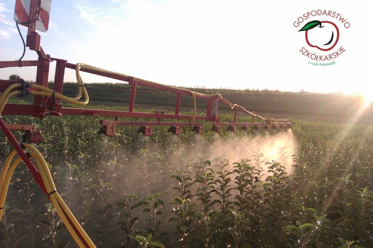 stĺpovité ovocné stromy duo-V mini ovocné kríky Poľsko