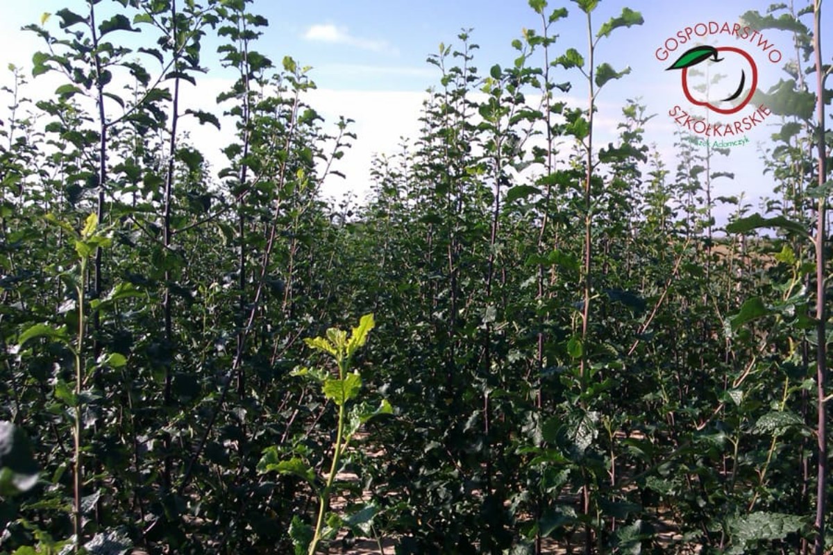 stĺpovité ovocné stromy duo-V mini ovocné kríky Poľsko