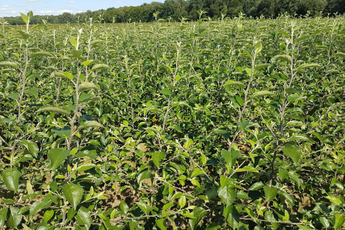 stĺpovité ovocné stromy duo-V mini ovocné kríky Poľsko